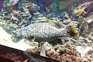 Fish grucker indokan malcanis - livestone